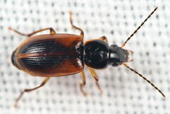 Stenolophus mixtus