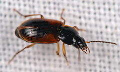 Stenolophus mixtus
