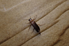 Smodicum cucujiforme