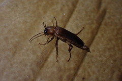 Smodicum cucujiforme