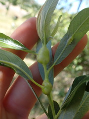Lasiopteridi