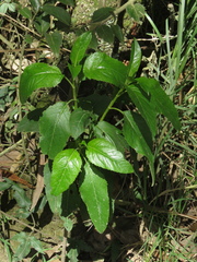 Stevia lucida