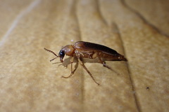 Smodicum cucujiforme