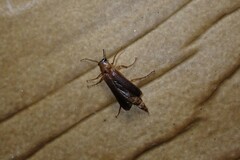 Smodicum cucujiforme