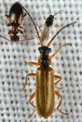 Rhagonycha testacea