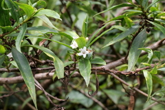 Myoporum betcheanum