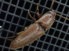 Diplostethus carolinensis