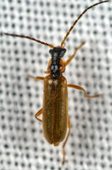Rhagonycha testacea