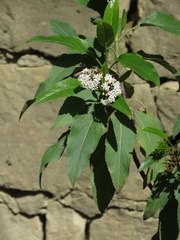 Stevia lucida