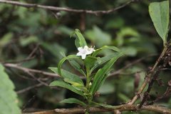 Myoporum betcheanum