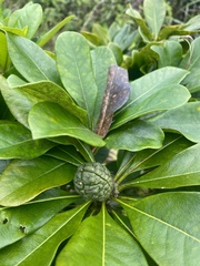 Pittosporum glabrum