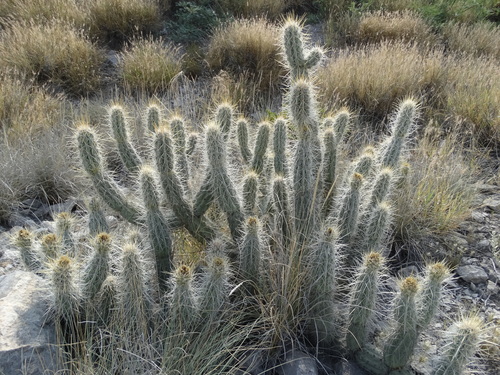 Grusonia bradtiana
