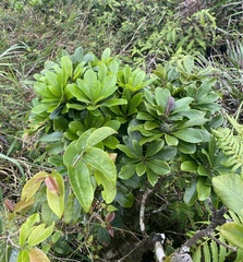 Pittosporum glabrum