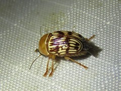 Cryptocephalus fulguratus