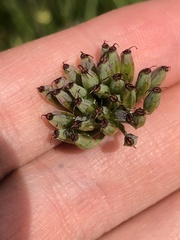 Lomatium nudicaule