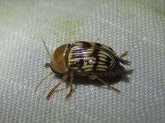 Cryptocephalus fulguratus