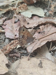 Paramacera xicaque xicaque