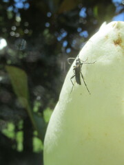 Strangalepta abbreviata