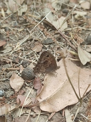 Paramacera xicaque xicaque