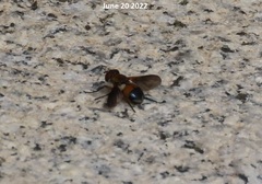 Hemyda obscuripennis