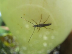 Strangalepta abbreviata