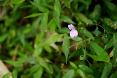 Dicliptera tinctoria
