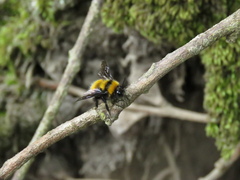 Bombus hortulanus