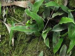 Serpocaulon levigatum