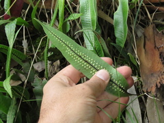 Serpocaulon levigatum