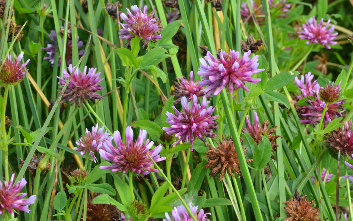 Trifolium wormskioldii