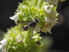 Ancistrocerus haematodes