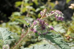Solanum semiarmatum