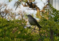 Mimus saturninus