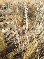 Artemisia mendozana
