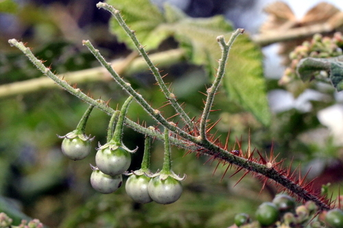Solanum semiarmatum