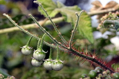 Solanum semiarmatum