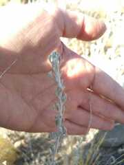 Artemisia mendozana