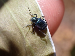 Colaspidea smaragdula