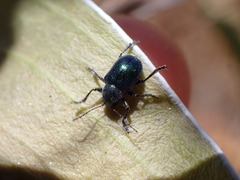 Colaspidea smaragdula