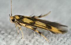 Stathmopoda pedella