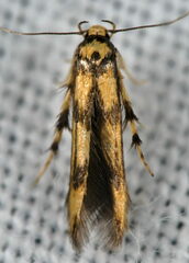 Stathmopoda pedella