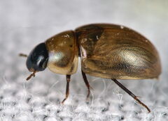Enochrus melanocephalus