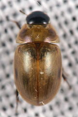 Enochrus melanocephalus