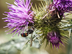 Ancistrocerus haematodes