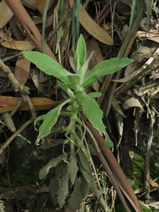 Pseudognaphalium elegans