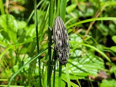 Chalcophora virginiensis