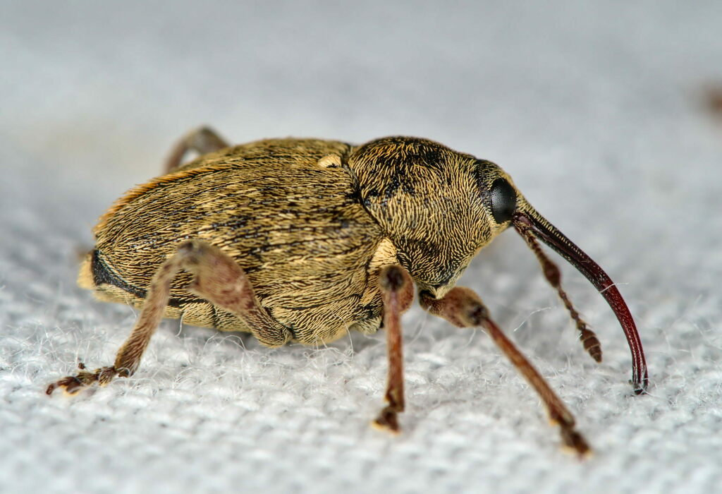 Nut Weevil
