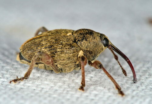 Nut Weevil