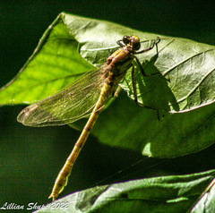 Dromogomphus spinosus