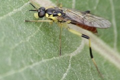 Xylomya tenthredinoides
